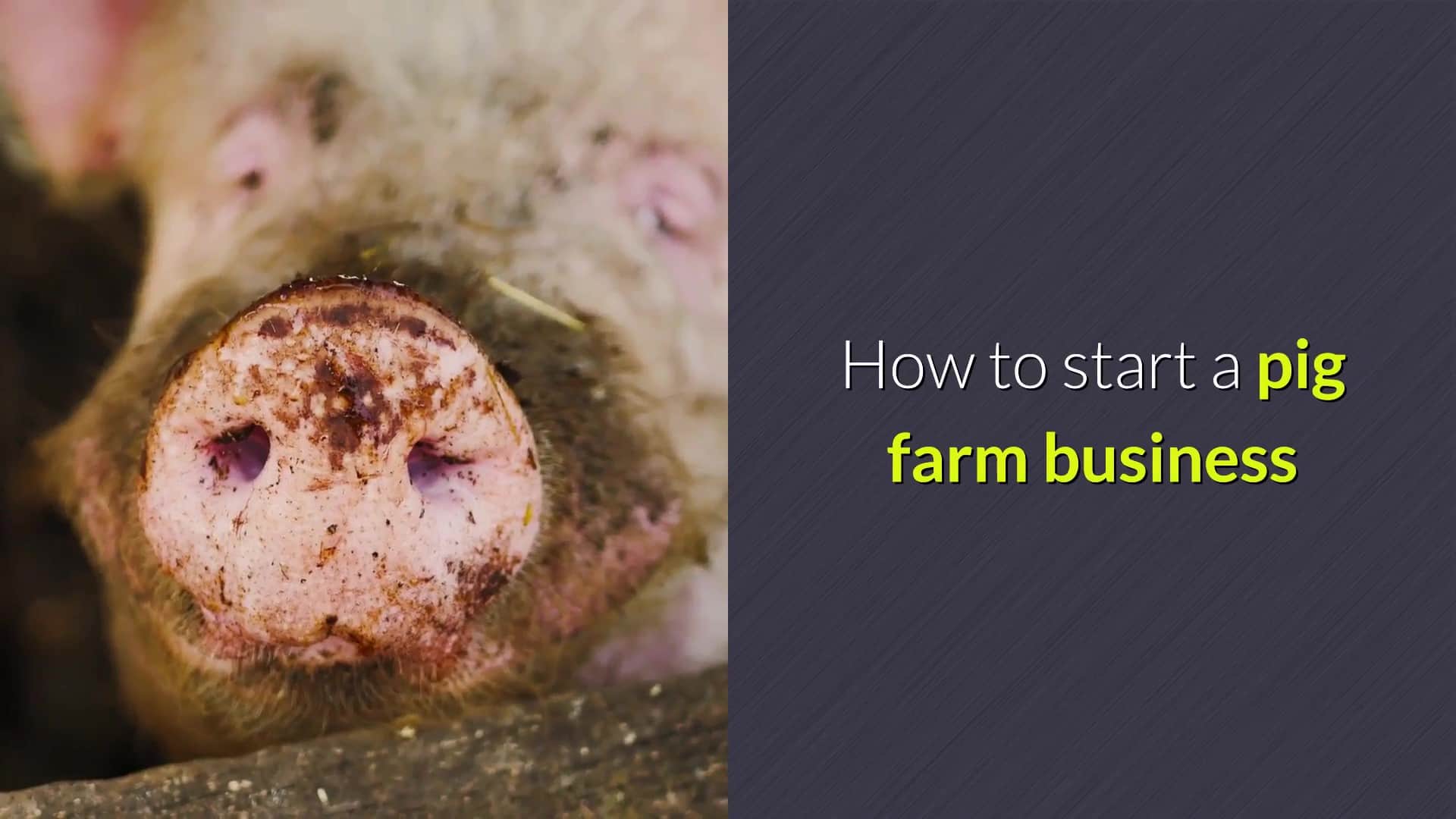 how to start a pig farm business Moment